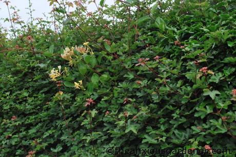 Cutting The Mixed Hedging