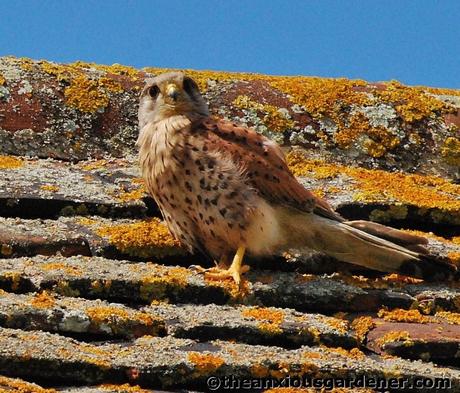 Swallows And The Kestrel