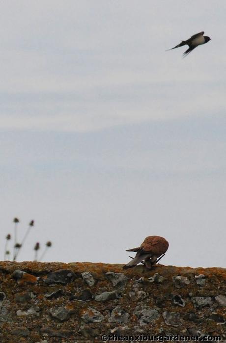 Swallows And The Kestrel