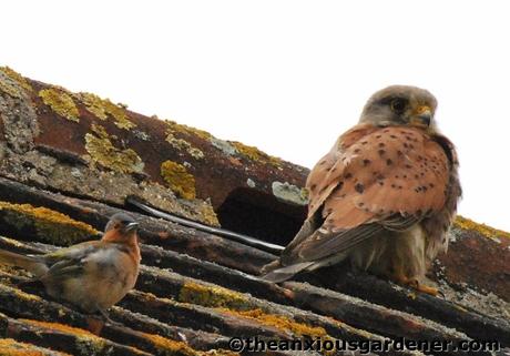 Swallows And The Kestrel