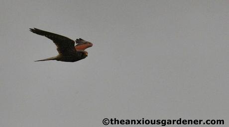 Swallows And The Kestrel