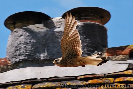 Swallows And The Kestrel
