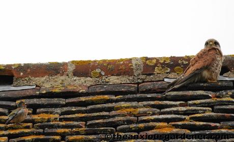 Swallows And The Kestrel