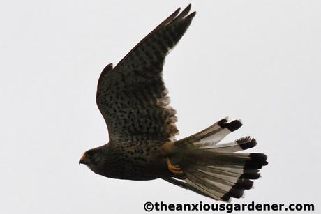 Swallows And The Kestrel