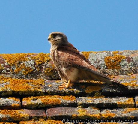 Swallows And The Kestrel