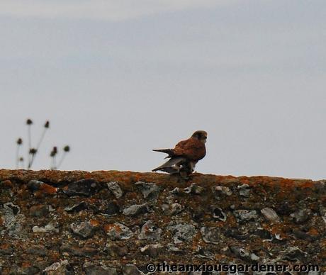 Swallows And The Kestrel