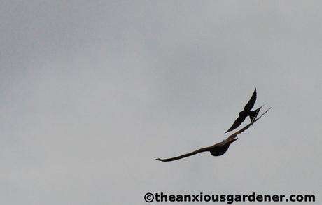 Swallows And The Kestrel