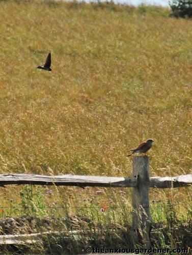 Swallows And The Kestrel