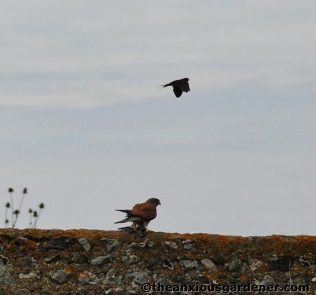 Swallows And The Kestrel