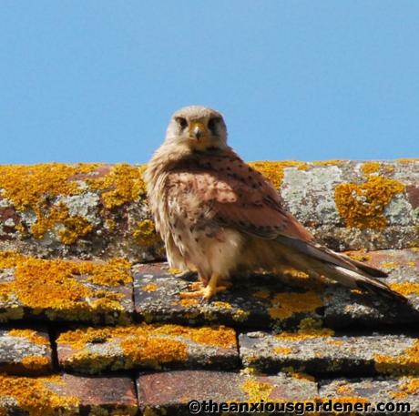 Swallows And The Kestrel