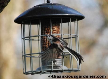 Bird Feeder