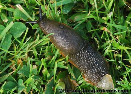 Slug Feeder