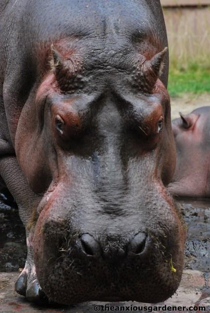 Antwerp Zoo