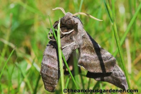 Priory Picture Post # 21