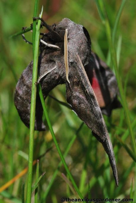 Priory Picture Post # 21