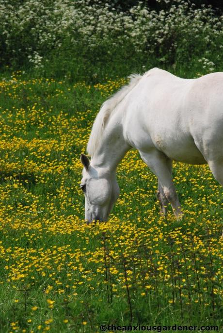 Priory Picture Post # 21