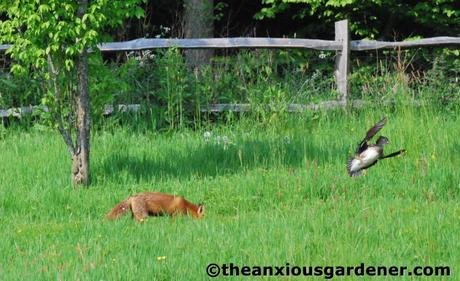 The Fox And The Duck