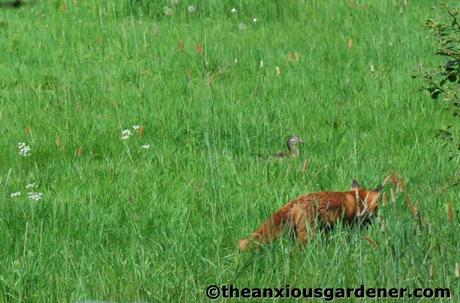 The Fox And The Duck