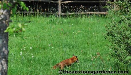 The Fox And The Duck