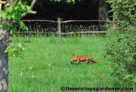 The Fox And The Duck