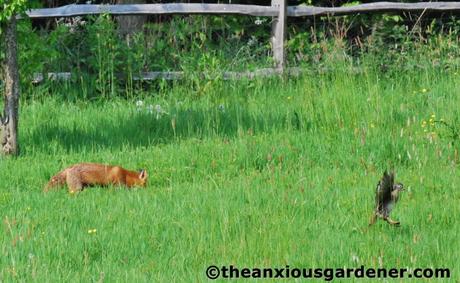 The Fox And The Duck