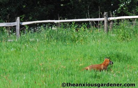 The Fox And The Duck