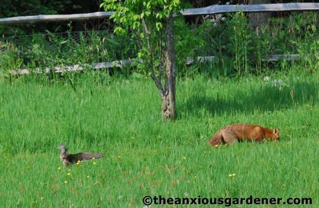 The Fox And The Duck