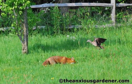The Fox And The Duck