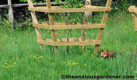 The Fox And The Duck