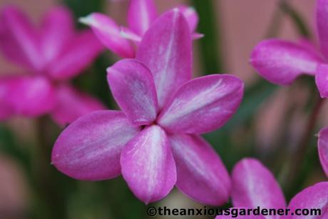 Rhodohypoxis Fervour