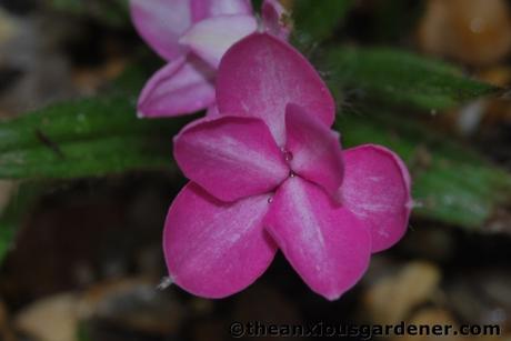 Rhodohypoxis Fervour