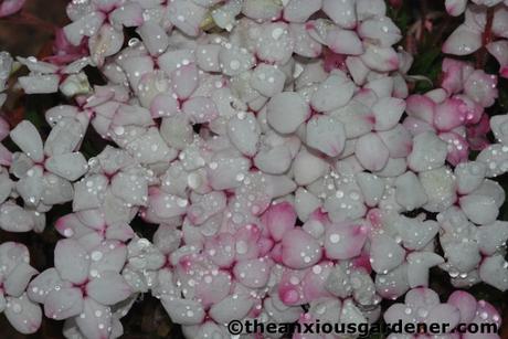 Rhodohypoxis Fervour