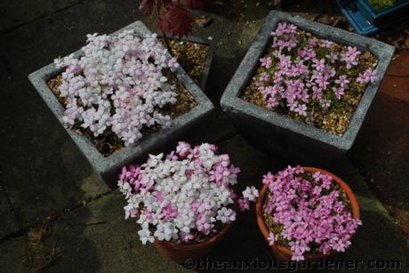 Rhodohypoxis Fervour