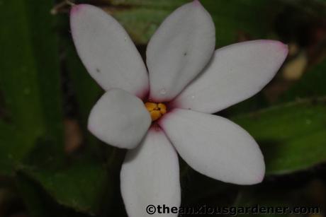 Rhodohypoxis Fervour