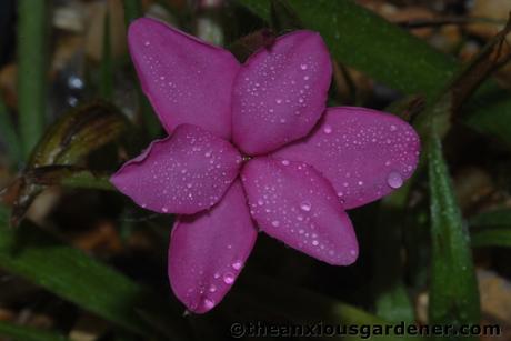 Rhodohypoxis Fervour