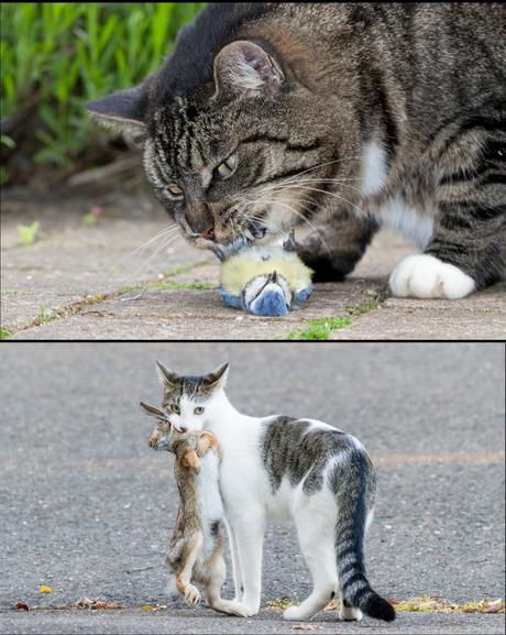 Our pets are predators