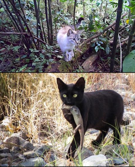 Our pets are predators