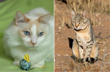 Our pets are predators