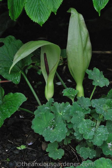 An Arum By Any Other Name