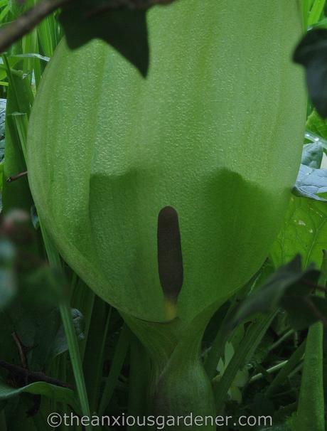 An Arum By Any Other Name