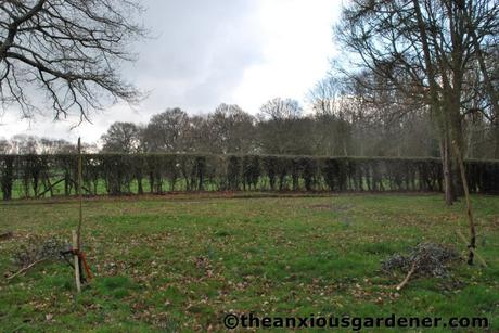 Tending Trees Part 2