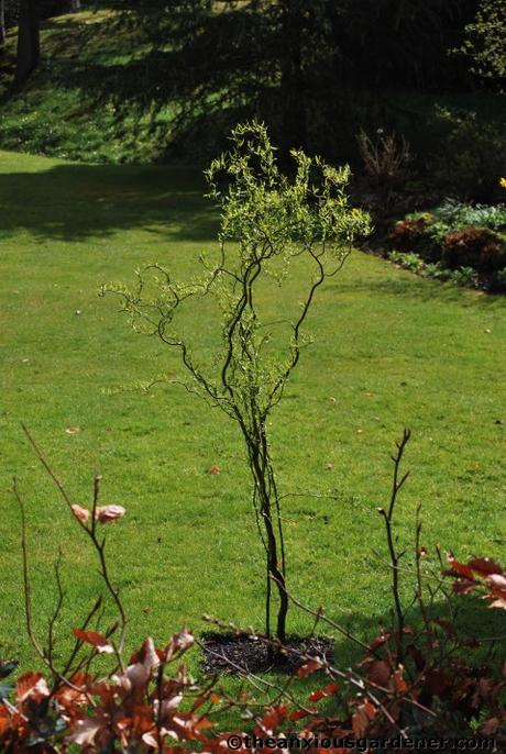 Tending Trees Part 2