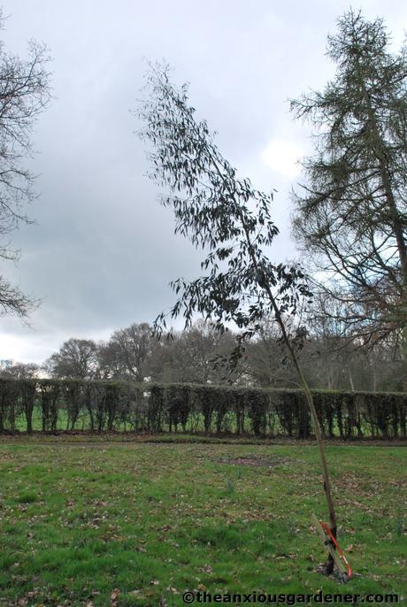 Tending Trees Part 2