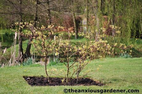 Tending Trees Part 2