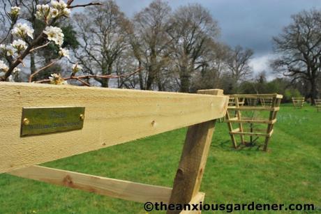 Tending Trees Part 2