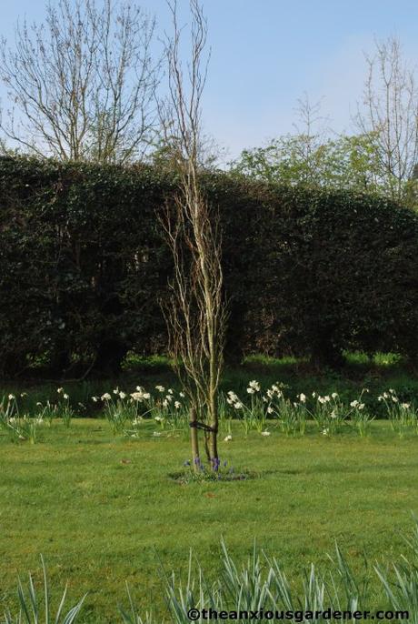 Tending Trees Part 2