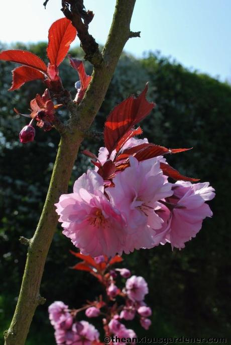 Tending Trees Part 2