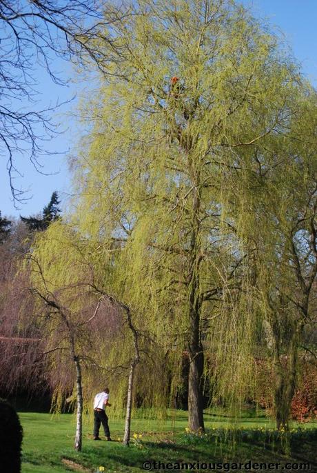 Tending Trees Part 1