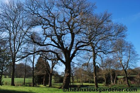 Tending Trees Part 1