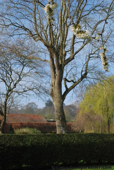 Tending Trees Part 1